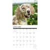 image English Setters 2024 Wall Calendar Interior Image width=&quot;1000&quot; height=&quot;1000&quot;
