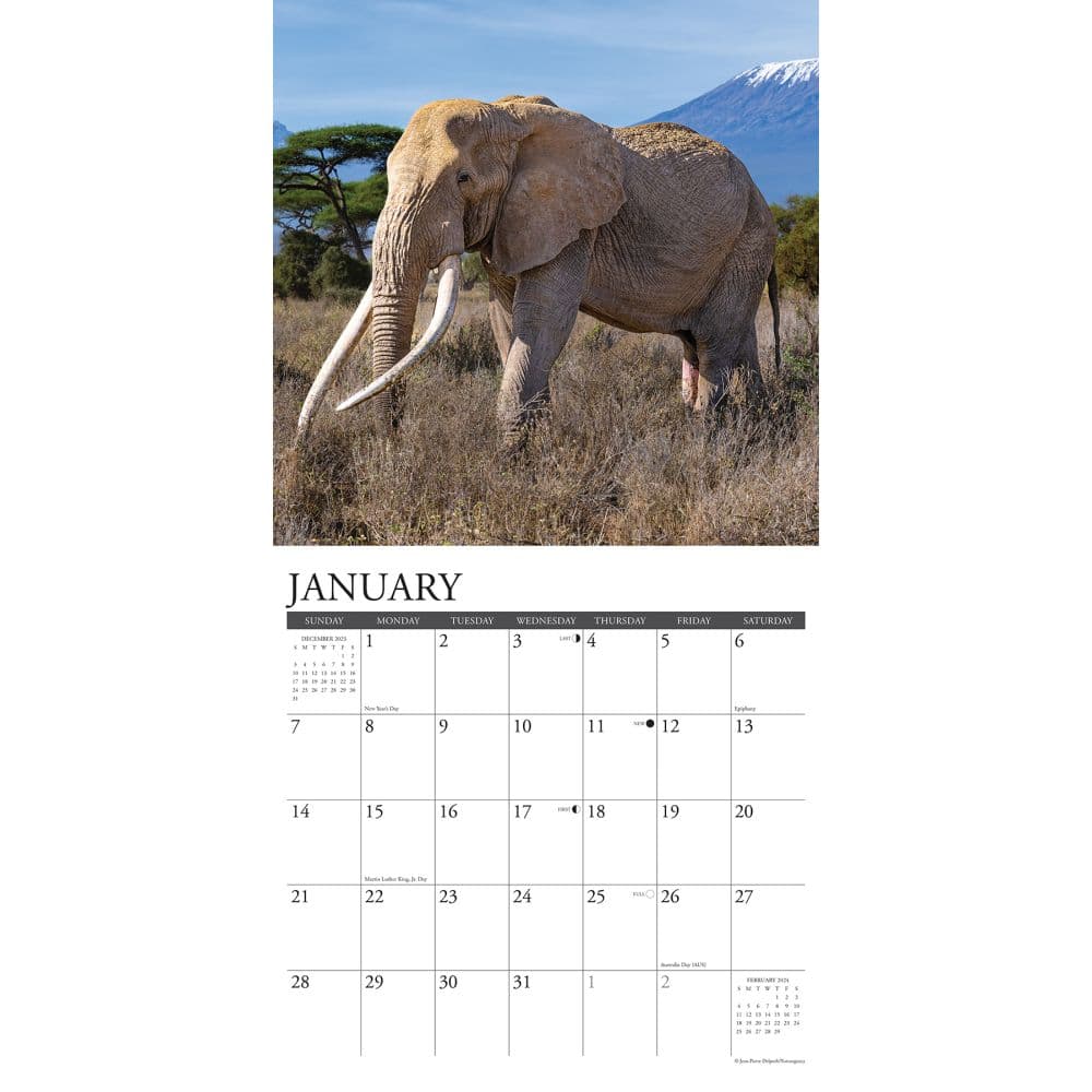 Elephants 2024 Wall Calendar Interior Image width=&quot;1000&quot; height=&quot;1000&quot;