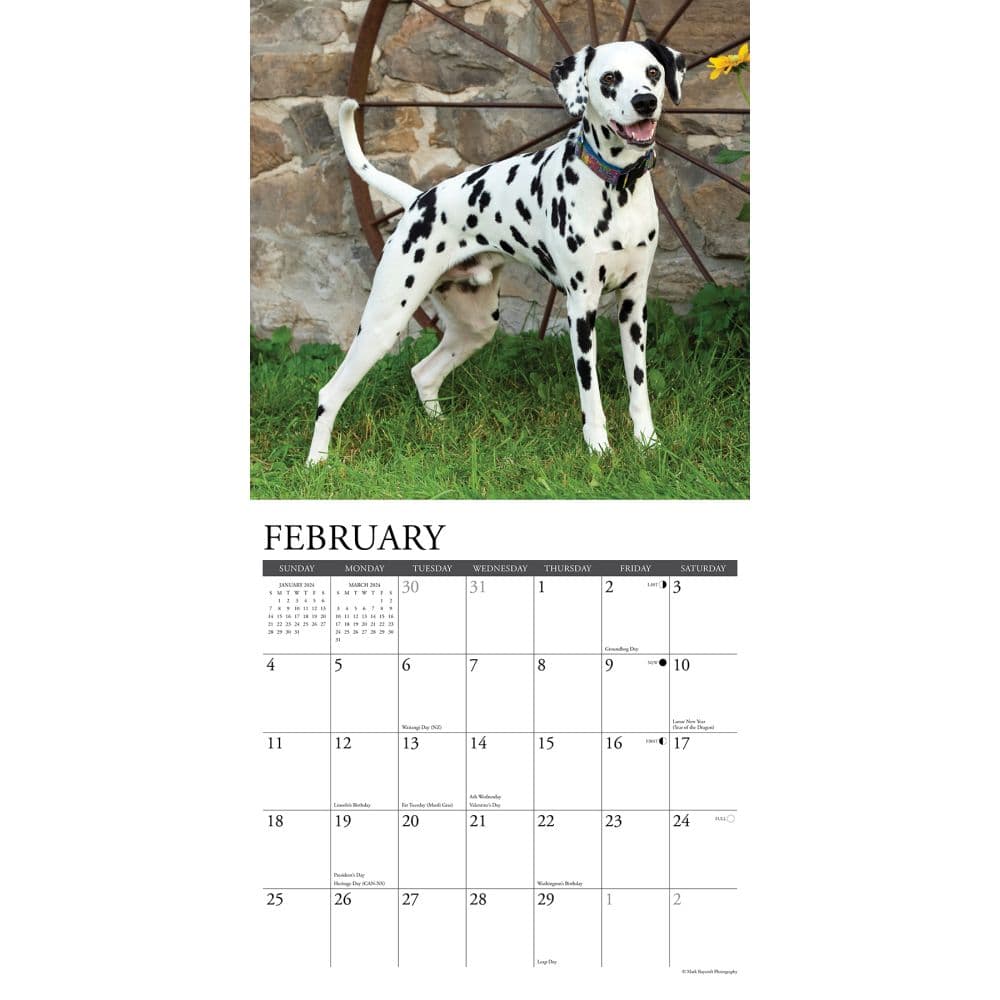 Just Dalmatians 2024 Wall Calendar Interior Image width=&quot;1000&quot; height=&quot;1000&quot;