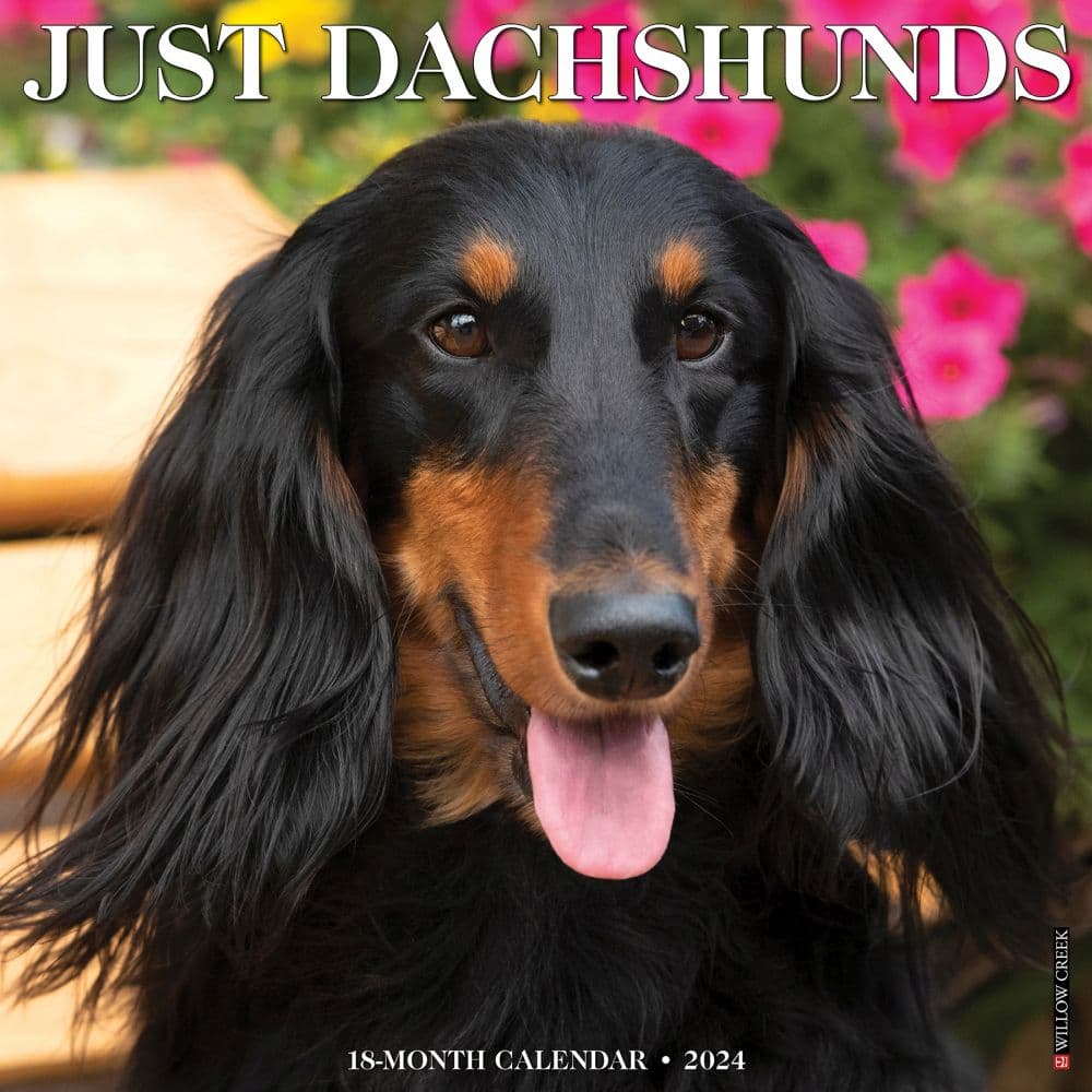 Just Dachshunds 2024 Wall Calendar Main Image width=&quot;1000&quot; height=&quot;1000&quot;