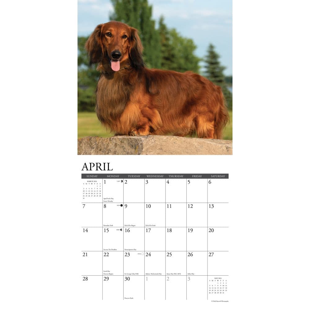 Just Dachshunds 2024 Wall Calendar Interior Image width=&quot;1000&quot; height=&quot;1000&quot;