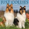 image Collies 2024 Wall Calendar Main Image width=&quot;1000&quot; height=&quot;1000&quot;