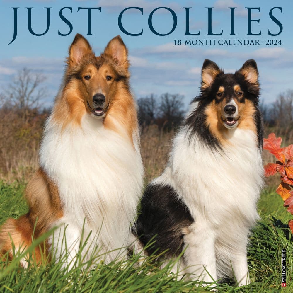 Just Collies 2024 Wall Calendar Calendars