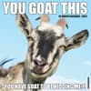 image You Goat This 2024 Wall Calendar Main Image width=&quot;1000&quot; height=&quot;1000&quot;