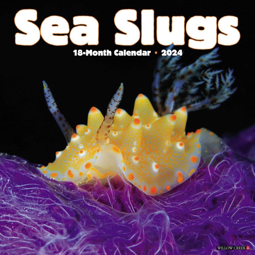 Sea Slugs 2024 Wall Calendar