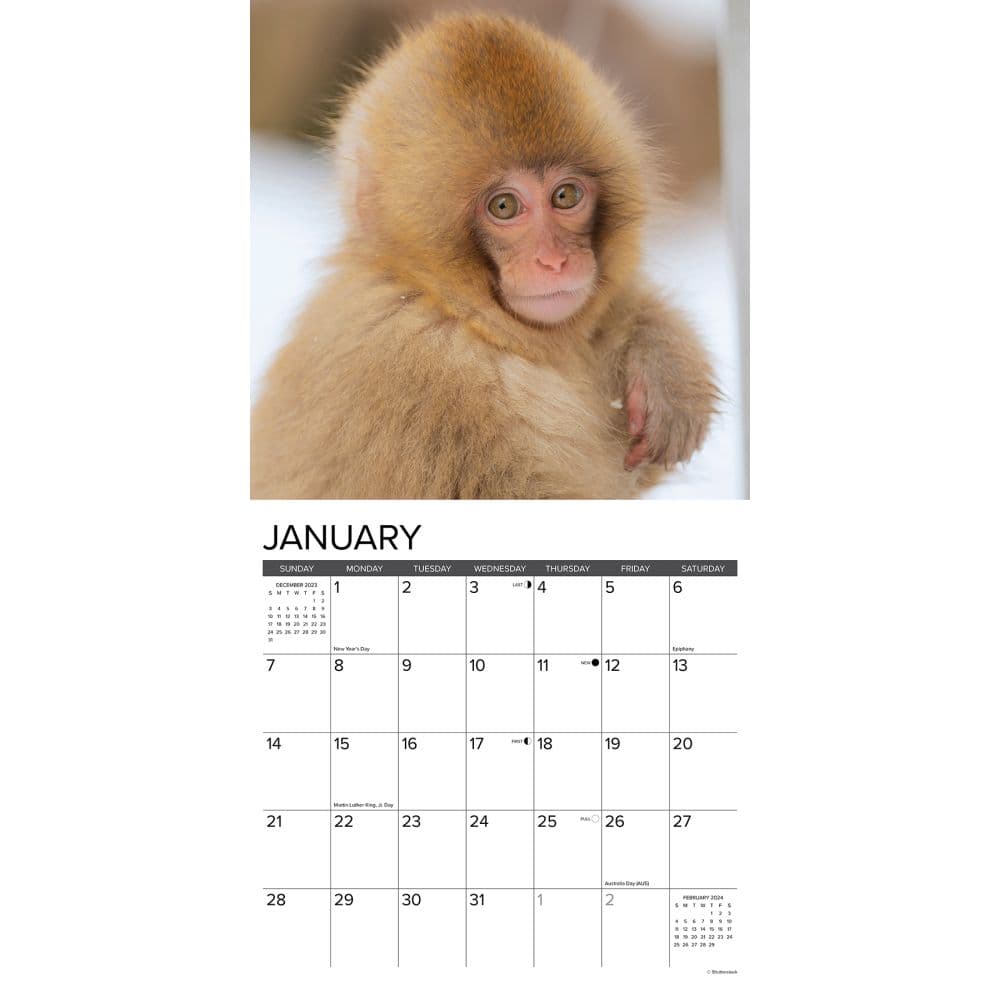 Monkey Business 2024 Wall Calendar Interior Image width=&quot;1000&quot; height=&quot;1000&quot;