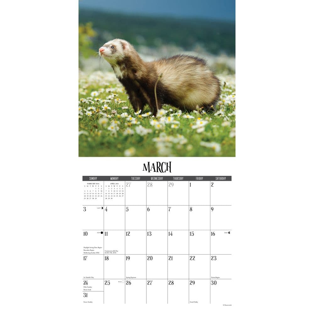 Ferrets 2024 Wall Calendar
