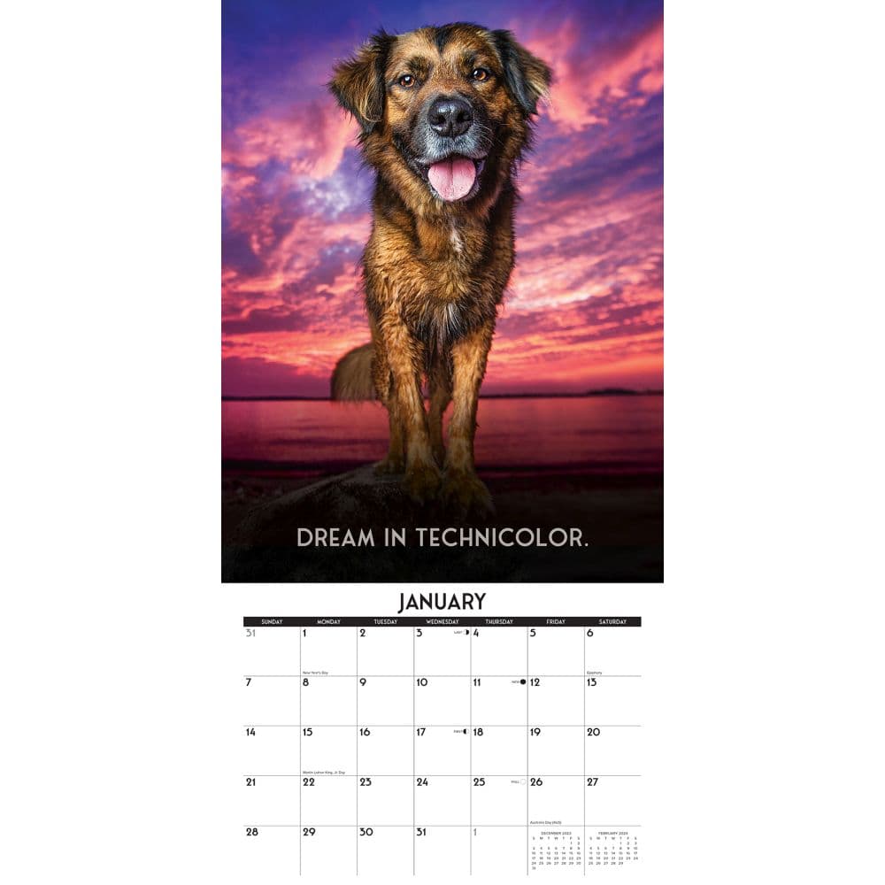 Dogs Life 2024 Wall Calendar Interior Image width=&quot;1000&quot; height=&quot;1000&quot;