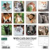 image Why Cats Do That 2024 Wall Calendar Main Image width=&quot;1000&quot; height=&quot;1000&quot;