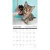 image Why Cats Do That 2024 Wall Calendar Interior Image width=&quot;1000&quot; height=&quot;1000&quot;