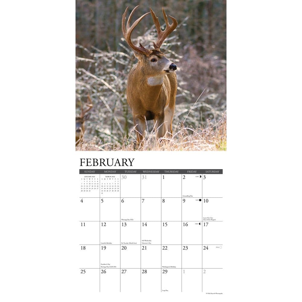 Whitetail Monarchs 2024 Wall Calendar