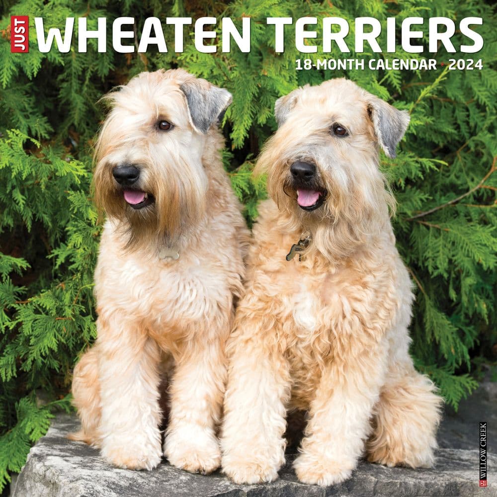 Just Wheaton Terriers 2024 Wall Calendar Main Image width=&quot;1000&quot; height=&quot;1000&quot;