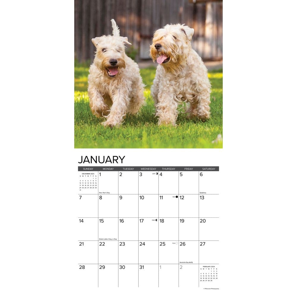 Just Wheaton Terriers 2024 Wall Calendar Interior Image width=&quot;1000&quot; height=&quot;1000&quot;