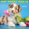 image What Puppies Teach Us 2024 Wall Calendar Main Image width=&quot;1000&quot; height=&quot;1000&quot;