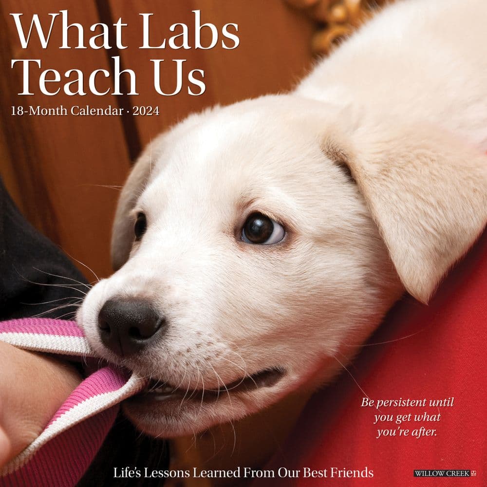 What Labs Teach Us 2024 Wall Calendar Main Image width=&quot;1000&quot; height=&quot;1000&quot;