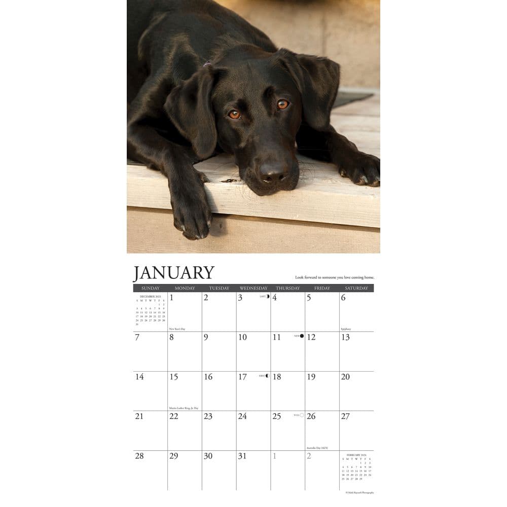 What Labs Teach Us 2024 Wall Calendar Interior Image width=&quot;1000&quot; height=&quot;1000&quot;