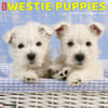 image Westie Puppies Just 2024 Wall Calendar Main Image width=&quot;1000&quot; height=&quot;1000&quot;