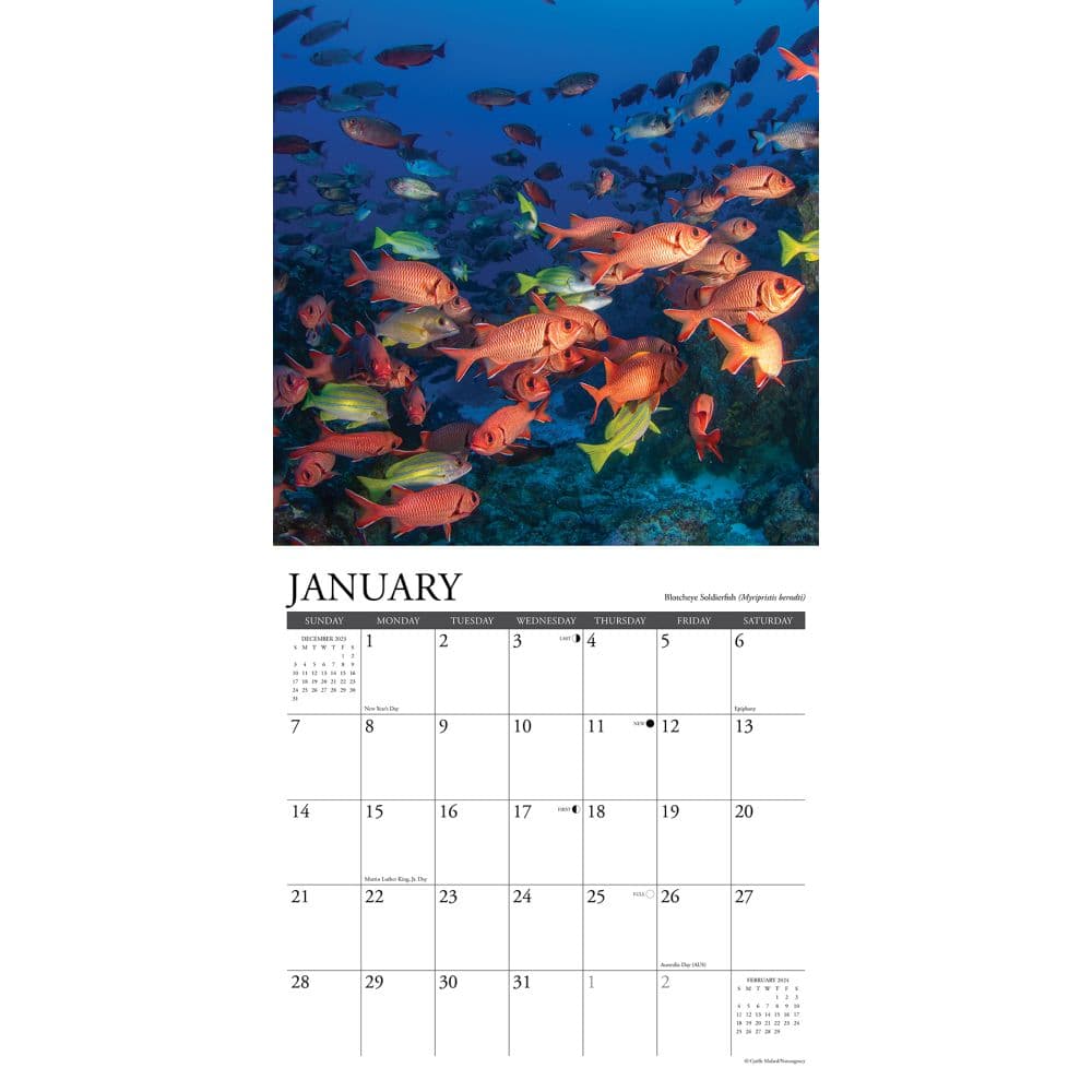 Tropical Fish 2024 Wall Calendar Interior Image width=&quot;1000&quot; height=&quot;1000&quot;