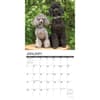 image Toy and Miniature Poodles 2024 Wall Calendar Interior Image width=&quot;1000&quot; height=&quot;1000&quot;