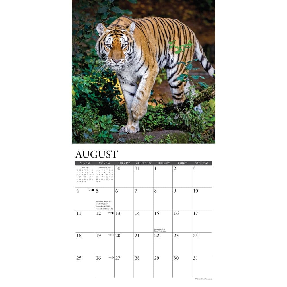 Tigers 2024 Wall Calendar Interior Image width=&quot;1000&quot; height=&quot;1000&quot;