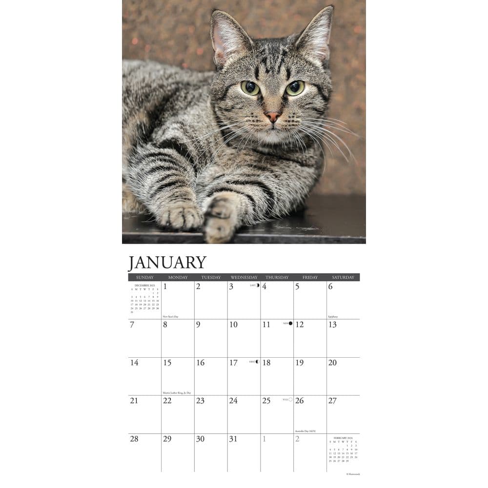 Tabby Cats 2024 Wall Calendar Interior Image width=&quot;1000&quot; height=&quot;1000&quot;