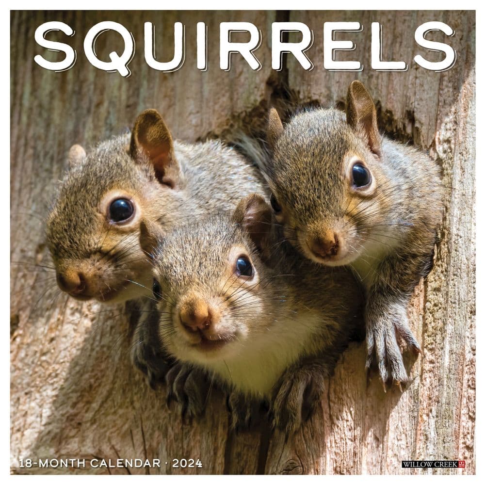 Squirrels 2024 Wall Calendar - Calendars.com