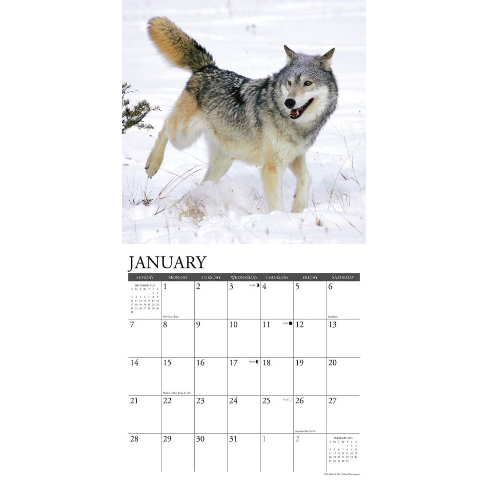 Wolves 2024 Wall Calendar
