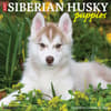 image Just Siberian Husky Puppies 2024 Wall Calendar Main Image width=&quot;1000&quot; height=&quot;1000&quot;