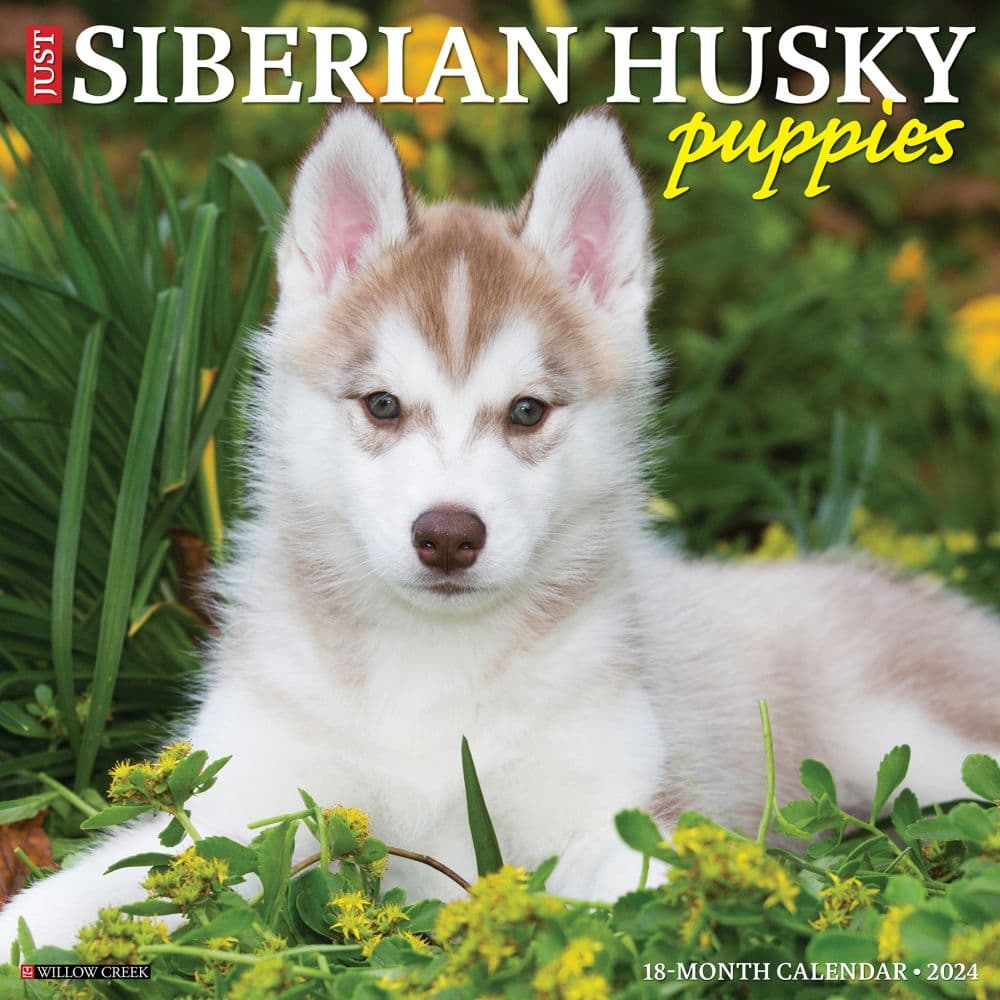 Just Siberian Husky Puppies 2024 Wall Calendar Main Image width=&quot;1000&quot; height=&quot;1000&quot;