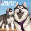 image Just Siberian Huskies 2024 Wall Calendar Main Image width=&quot;1000&quot; height=&quot;1000&quot;