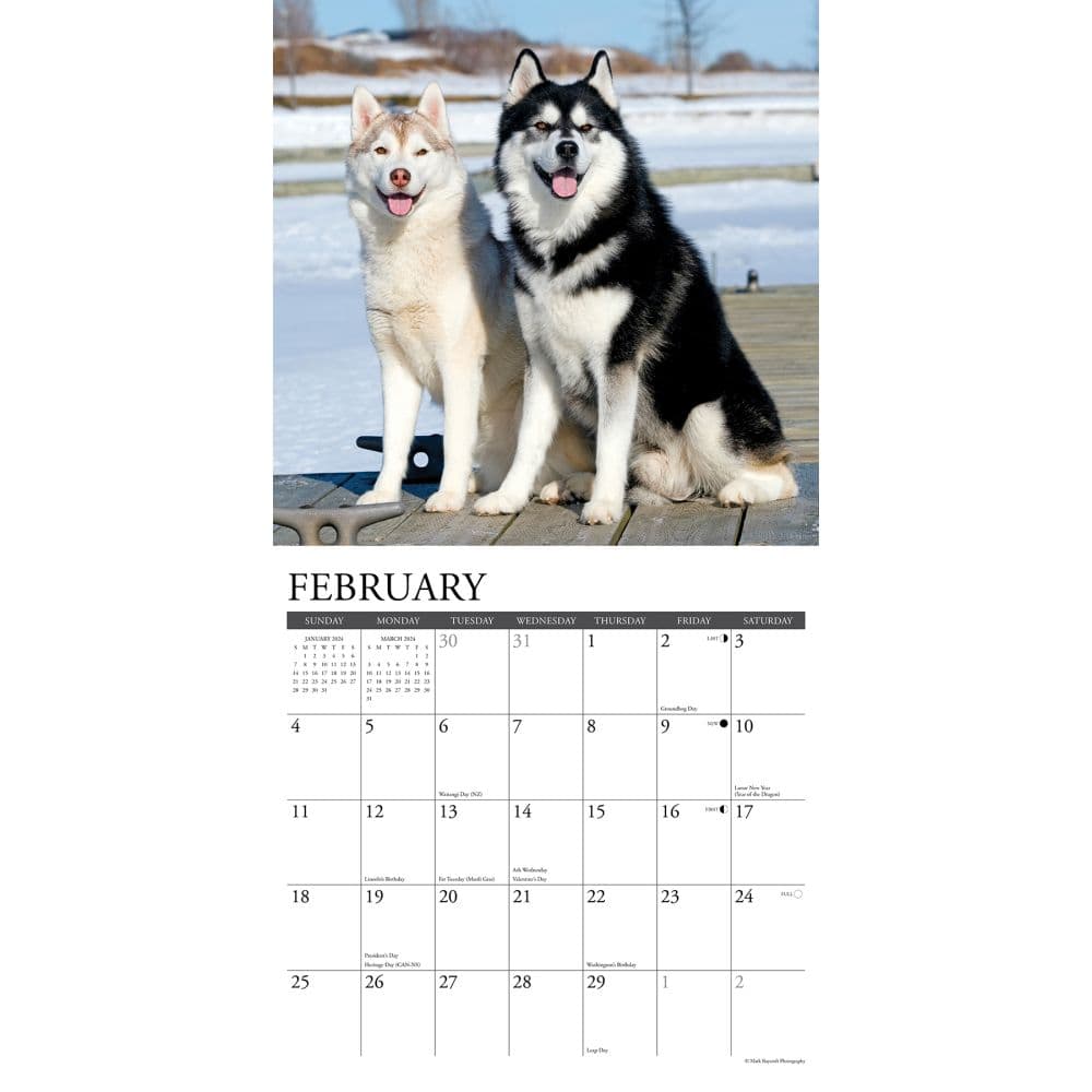 Just Siberian Huskies 2024 Wall Calendar Interior Image width=&quot;1000&quot; height=&quot;1000&quot;