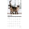 image Cats Siamese 2024 Wall Calendar Interior Image width=&quot;1000&quot; height=&quot;1000&quot;