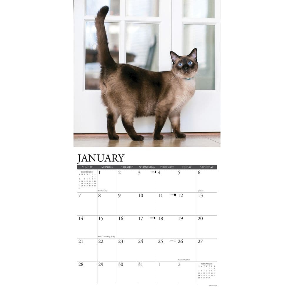 Cats Siamese 2024 Wall Calendar Interior Image width=&quot;1000&quot; height=&quot;1000&quot;
