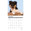 image Just Sheltie Puppies 2024 Wall Calendar Interior Image width=&quot;1000&quot; height=&quot;1000&quot;