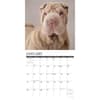 image Just SharPeis 2024 Wall Calendar Interior Image width=&quot;1000&quot; height=&quot;1000&quot;