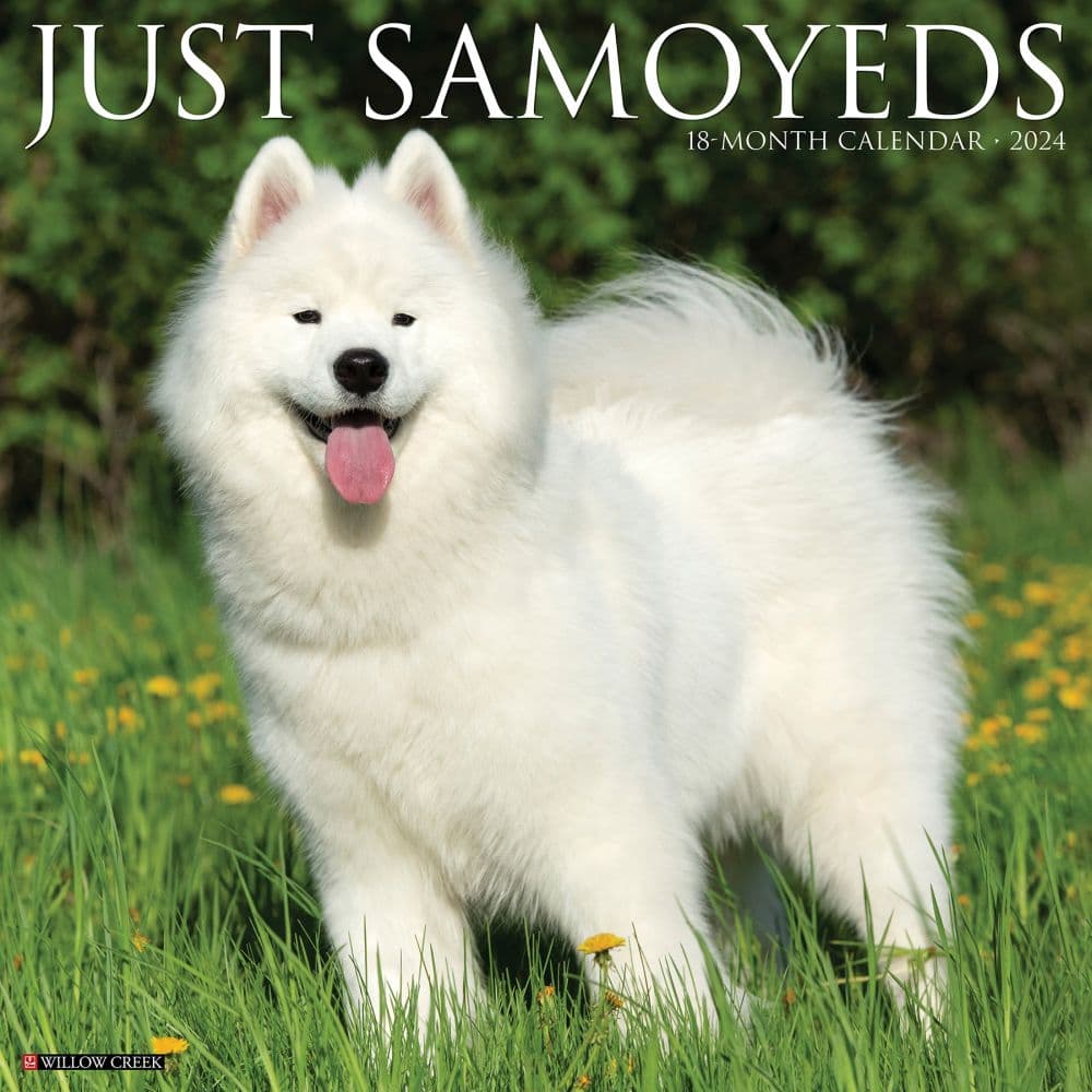 Just Samoyeds 2024 Wall Calendar Main Image width=&quot;1000&quot; height=&quot;1000&quot;