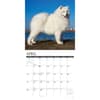 image Just Samoyeds 2024 Wall Calendar Interior Image width=&quot;1000&quot; height=&quot;1000&quot;