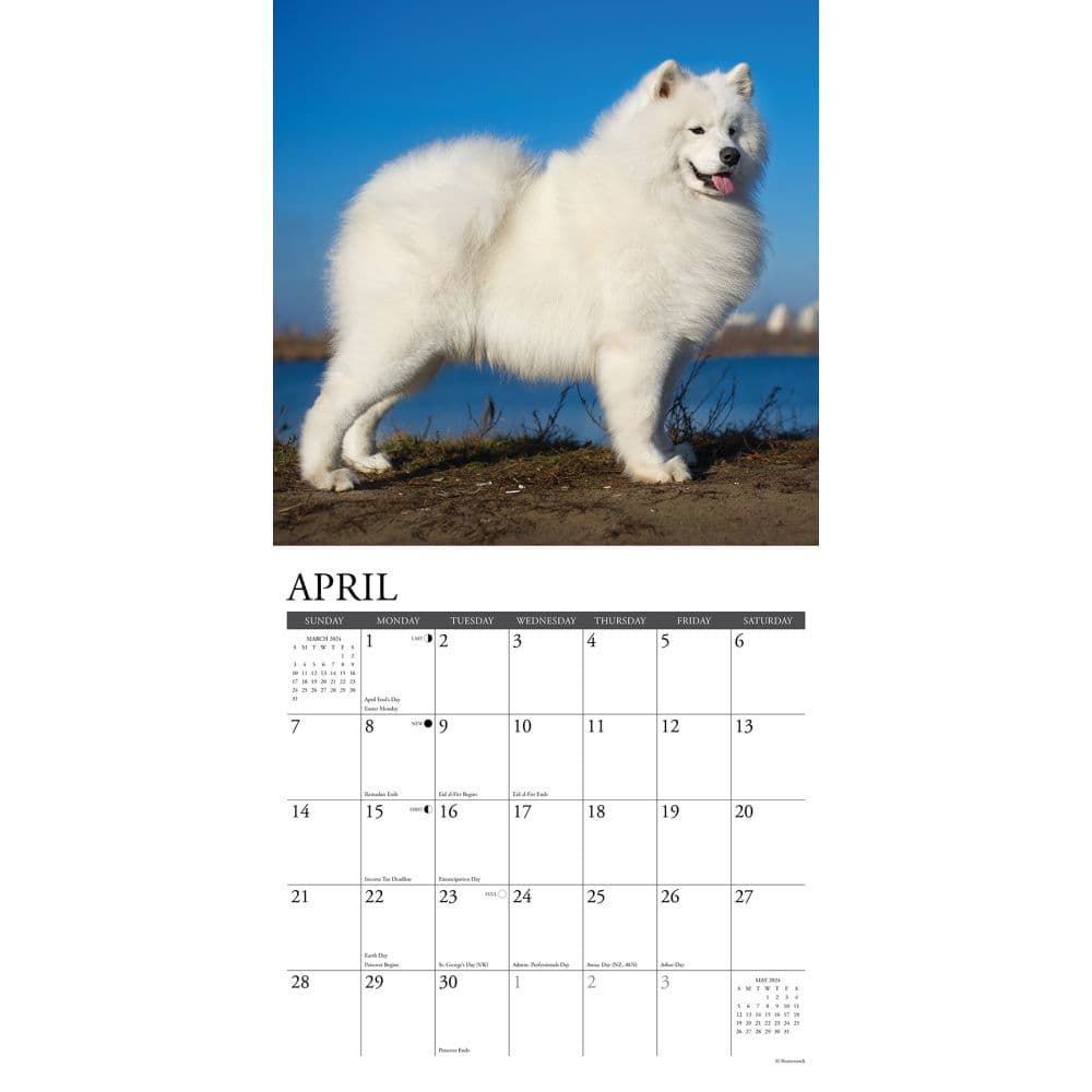 Just Samoyeds 2024 Wall Calendar Interior Image width=&quot;1000&quot; height=&quot;1000&quot;