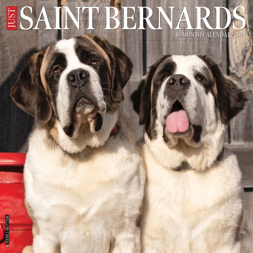 Just Saint Bernards 2024 Wall Calendar Calendars Com   202400004041 