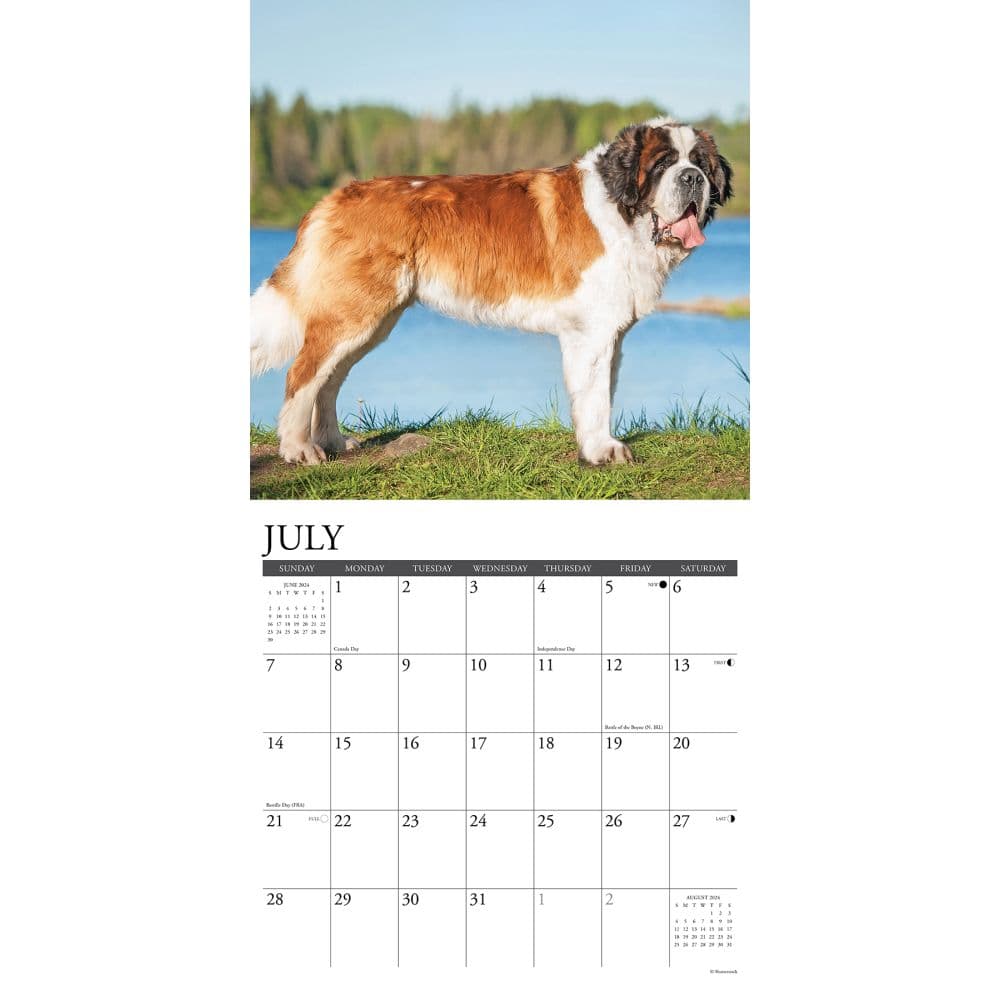 Saint Bernards 2024 Wall Calendar