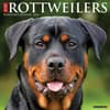 image Just Rottweilers 2024 Wall Calendar Main Image width=&quot;1000&quot; height=&quot;1000&quot;