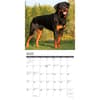 image Just Rottweilers 2024 Wall Calendar Interior Image width=&quot;1000&quot; height=&quot;1000&quot;
