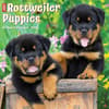 image Just Rottweiler Puppies 2024 Wall Calendar Main Image width=&quot;1000&quot; height=&quot;1000&quot;