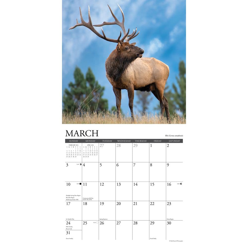 Rocky Mountain Wildlife 2024 Wall Calendar Interior Image width=&quot;1000&quot; height=&quot;1000&quot;