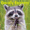 image Rascally Raccoons 2024 Wall Calendar Main Image width=&quot;1000&quot; height=&quot;1000&quot;