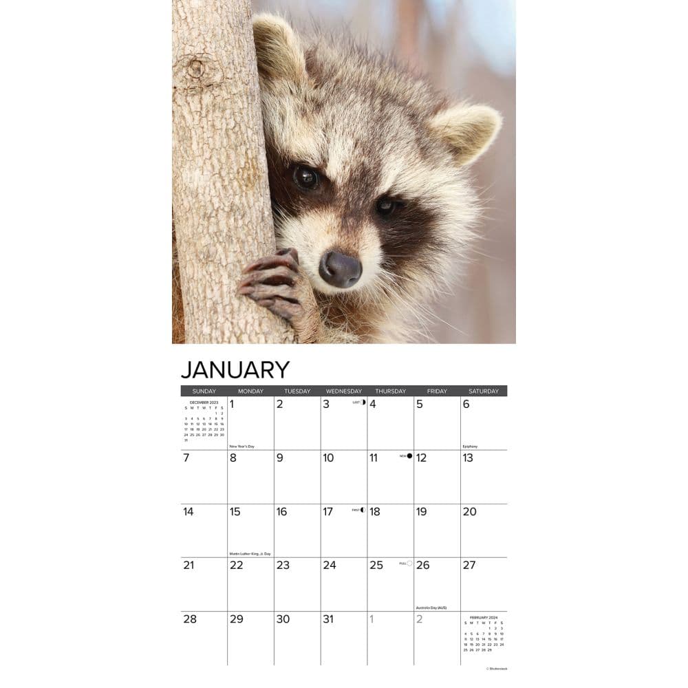 Rascally Raccoons 2024 Wall Calendar Interior Image width=&quot;1000&quot; height=&quot;1000&quot;