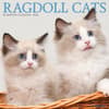 image Cats Ragdoll 2024 Wall Calendar Main Image width=&quot;1000&quot; height=&quot;1000&quot;