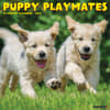 image Puppy Playmates 2024 Wall Calendar Main Image width=&quot;1000&quot; height=&quot;1000&quot;
