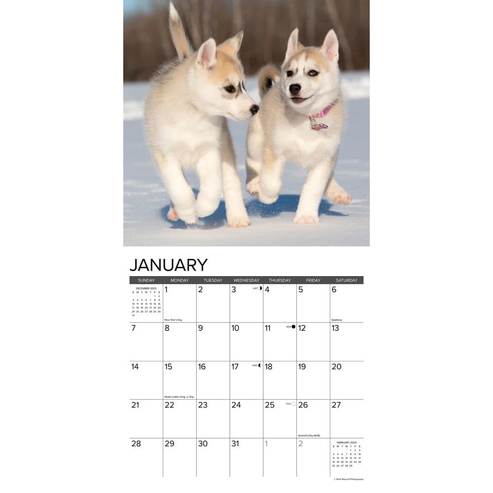 Puppy Playmates 2024 Wall Calendar Interior Image width=&quot;1000&quot; height=&quot;1000&quot;