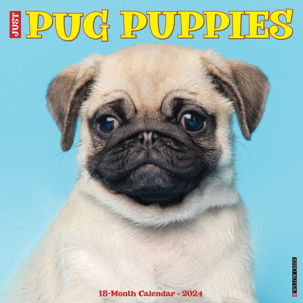 Just Pug Puppies 2024 Wall Calendar Main Image width=&quot;1000&quot; height=&quot;1000&quot;